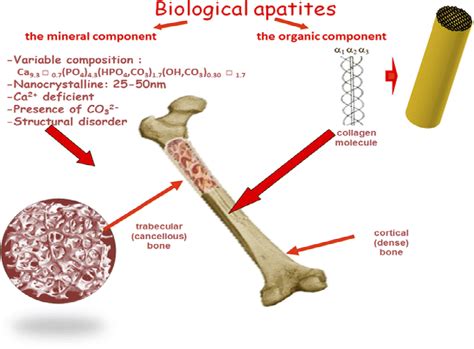 OSTEOCEMENT, 뛰어난 생체적합성을 자랑하는 골재건용 복합재료입니다!