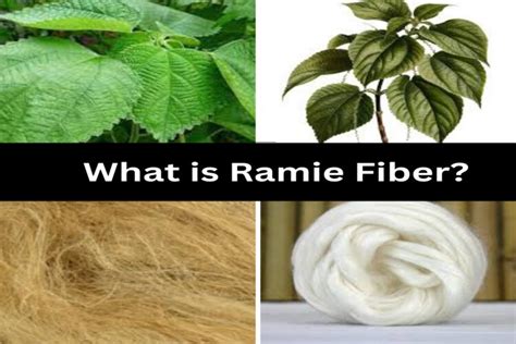  Ramie Fiber 고성능 소재로서의 미래!