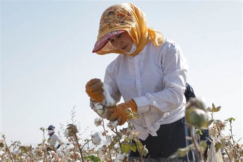  우븐 소재의 마법사가 되는 우즈 (Uzbek Cotton)! 세계 최고급 면의 비밀을 밝혀드립니다!